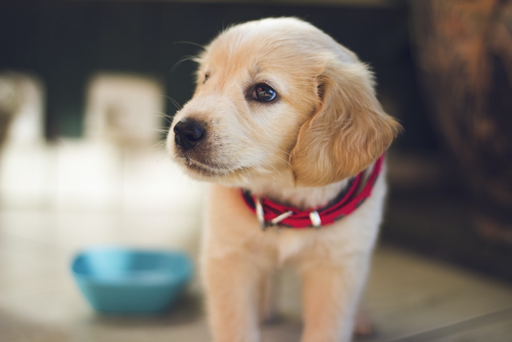 Best Dog DNA Kit For Convenient Testing