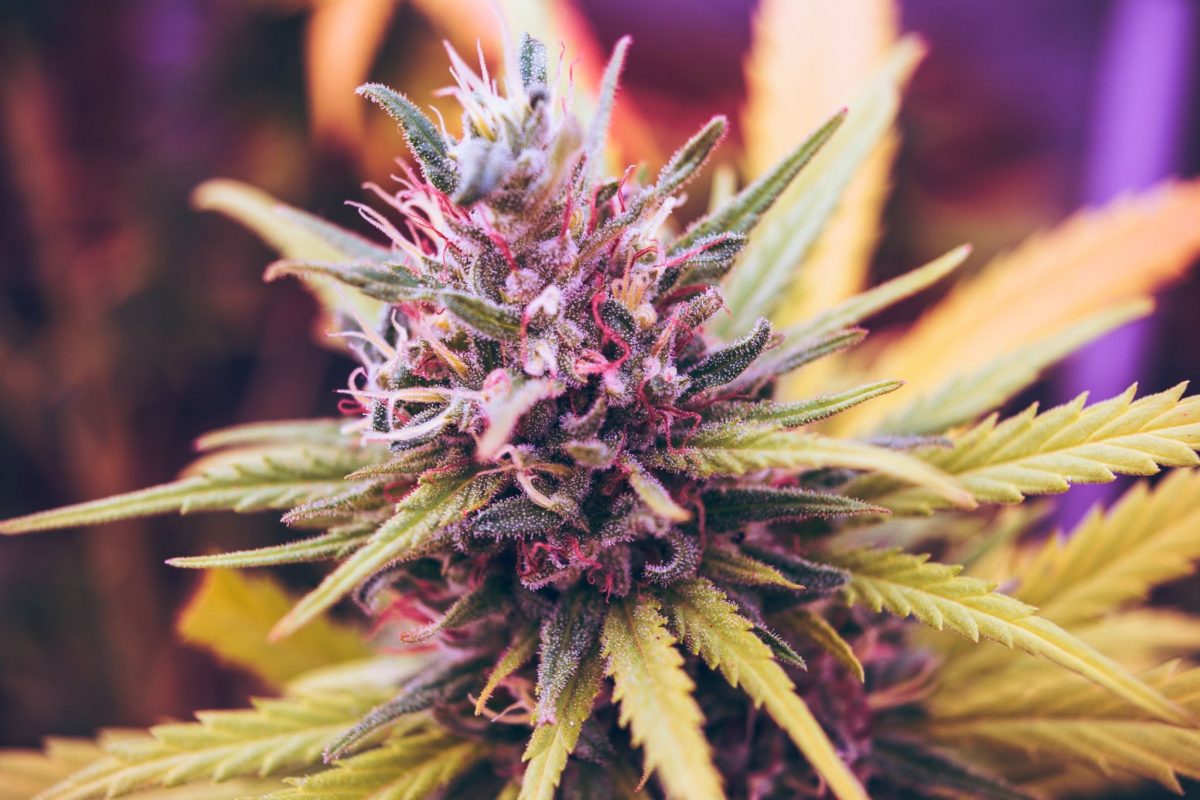 What are the benefits of buying cbd flowers online?
