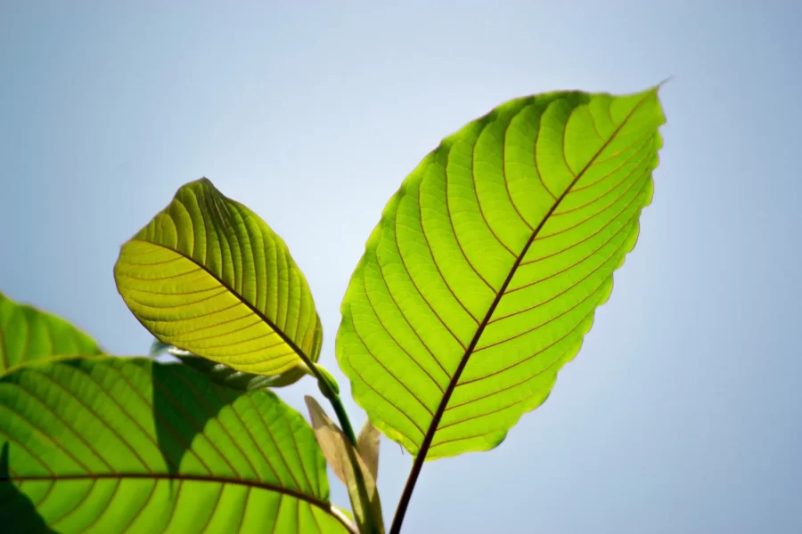 Kratom’s Duration: Exploring the Length of its Effects